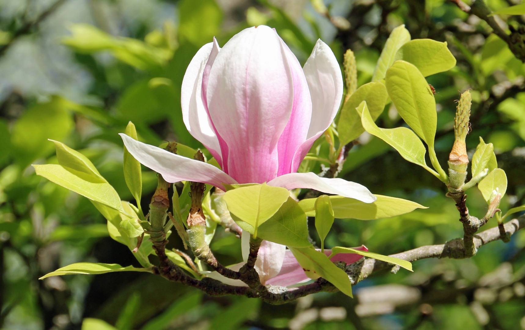 Die letzte Magnolienblüte