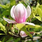 Die letzte Magnolienblüte