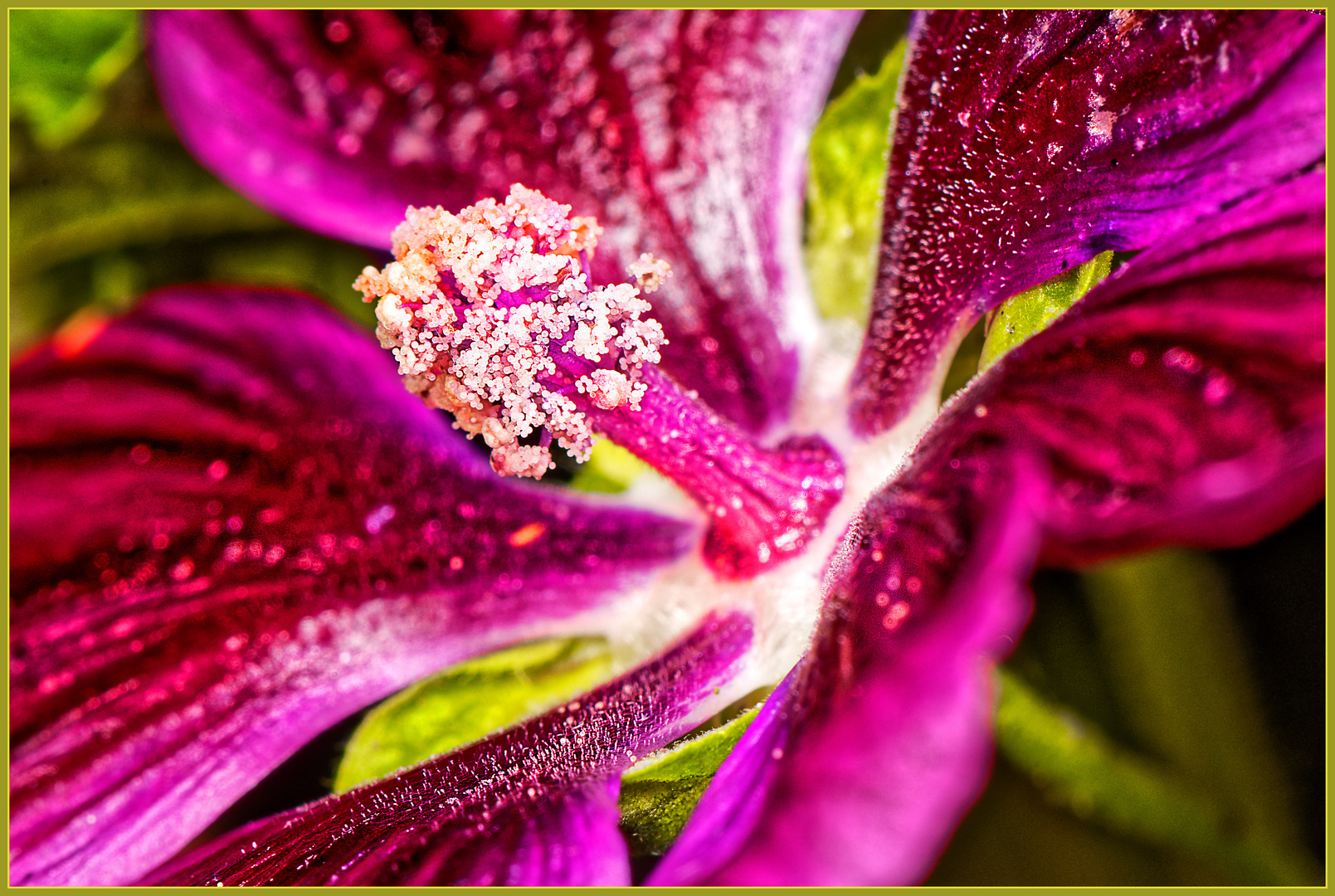 Die letzte Malvenblüte in meinem Blumenbeet