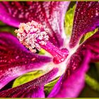 Die letzte Malvenblüte in meinem Blumenbeet