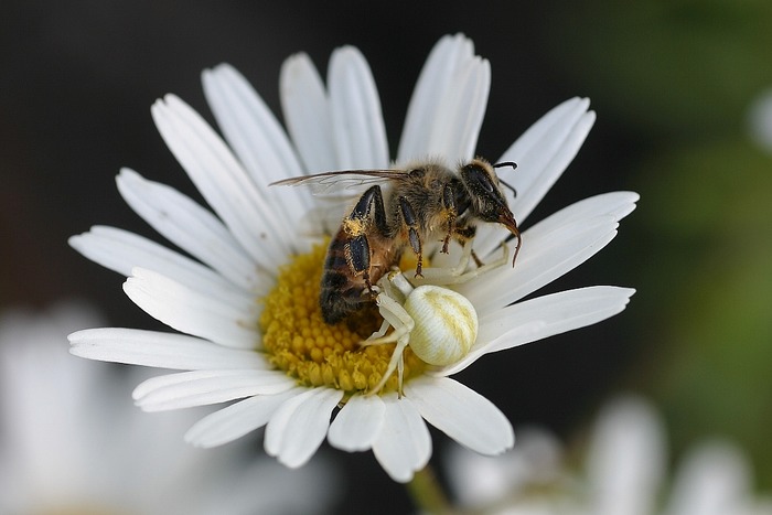 Die letzte Margerita