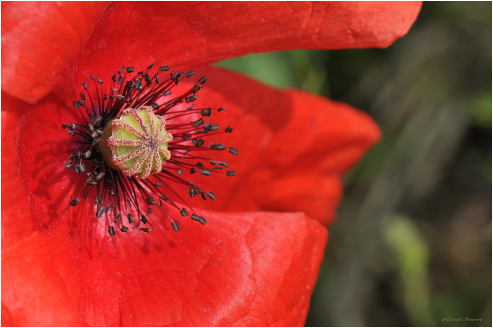 Die letzte Mohn-Blume