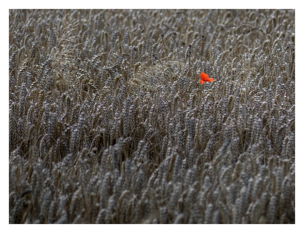 Die letzte Mohnblüte