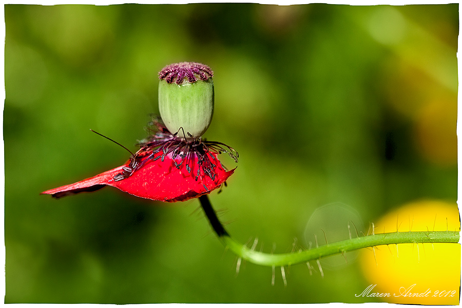 Die letzte Mohnblüte ....