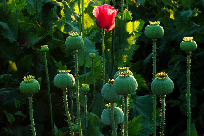 Die letzte Mohnblüte