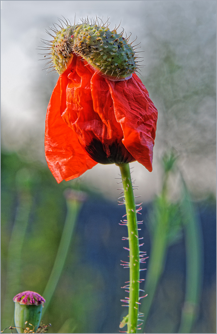 Die letzte Mohnblüte