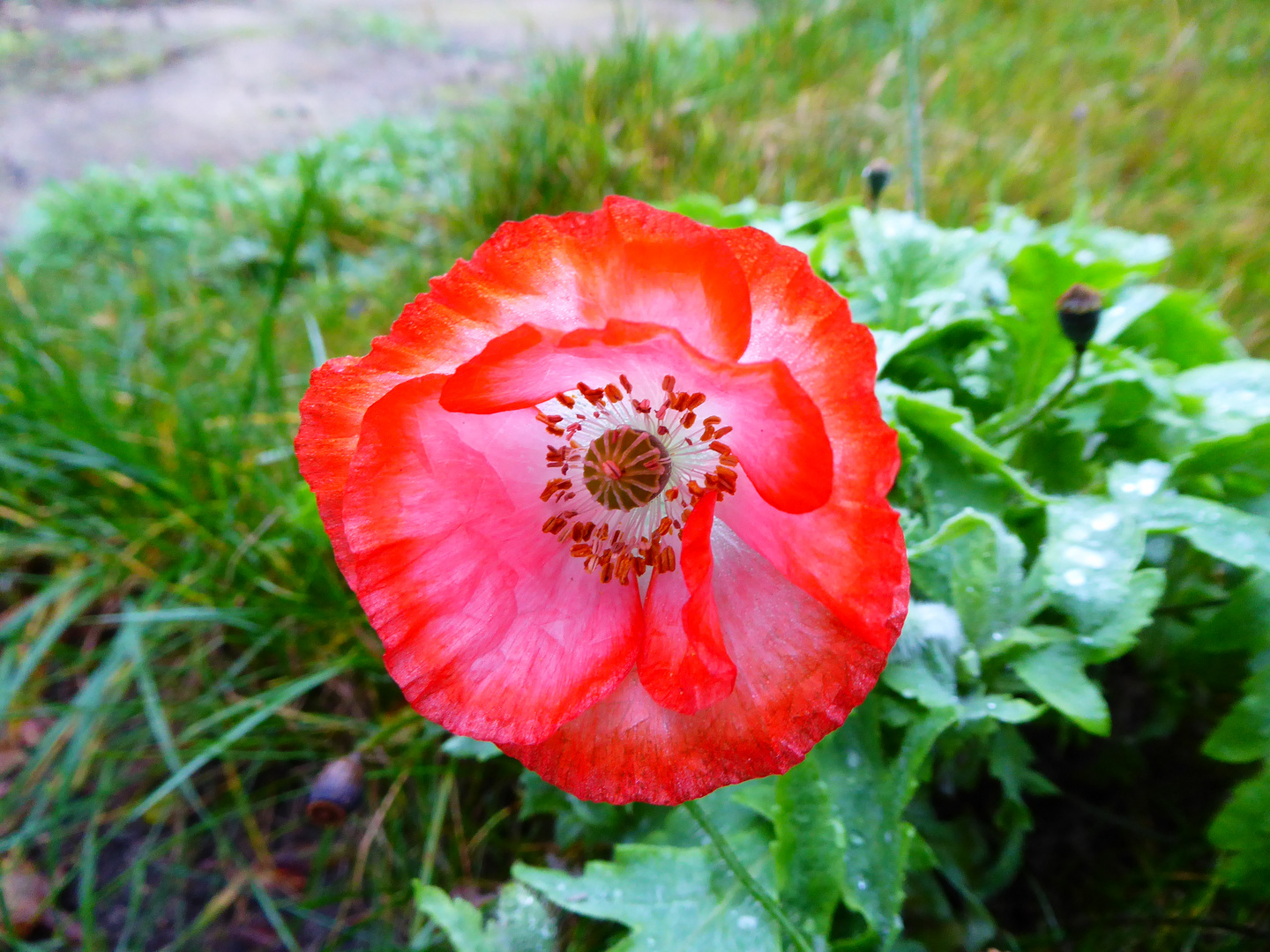 Die letzte Mohnblüte - denke ich mal