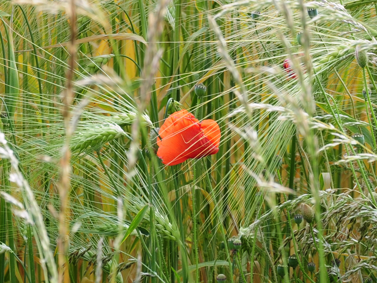 Die letzte Mohnblume