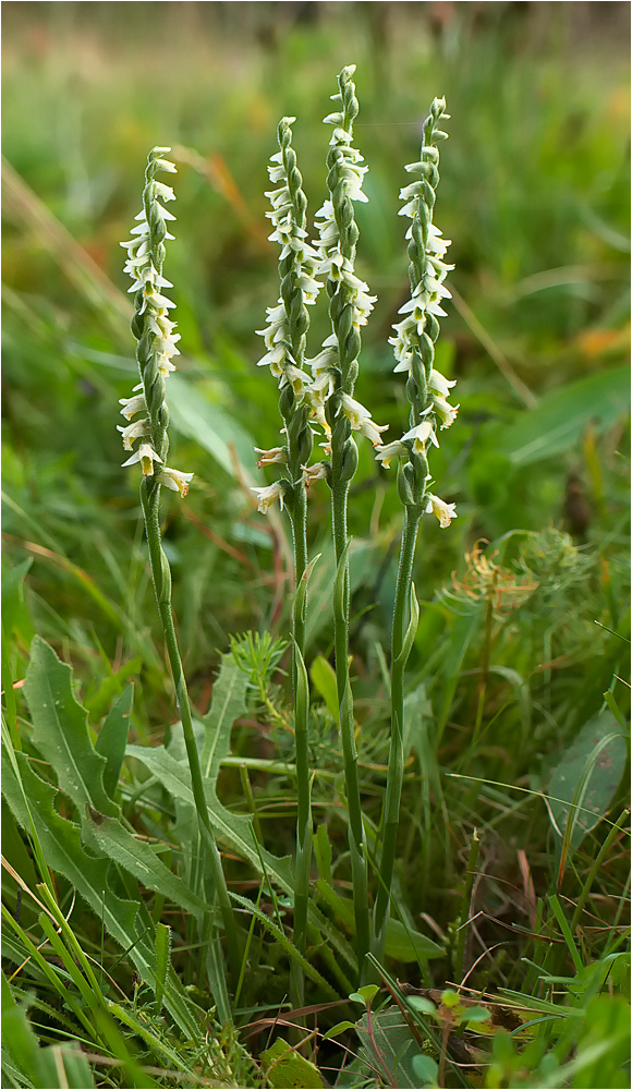 Die letzte Orchidee im Jahr