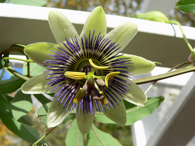 Die letzte Passionsblüte an der Pergola