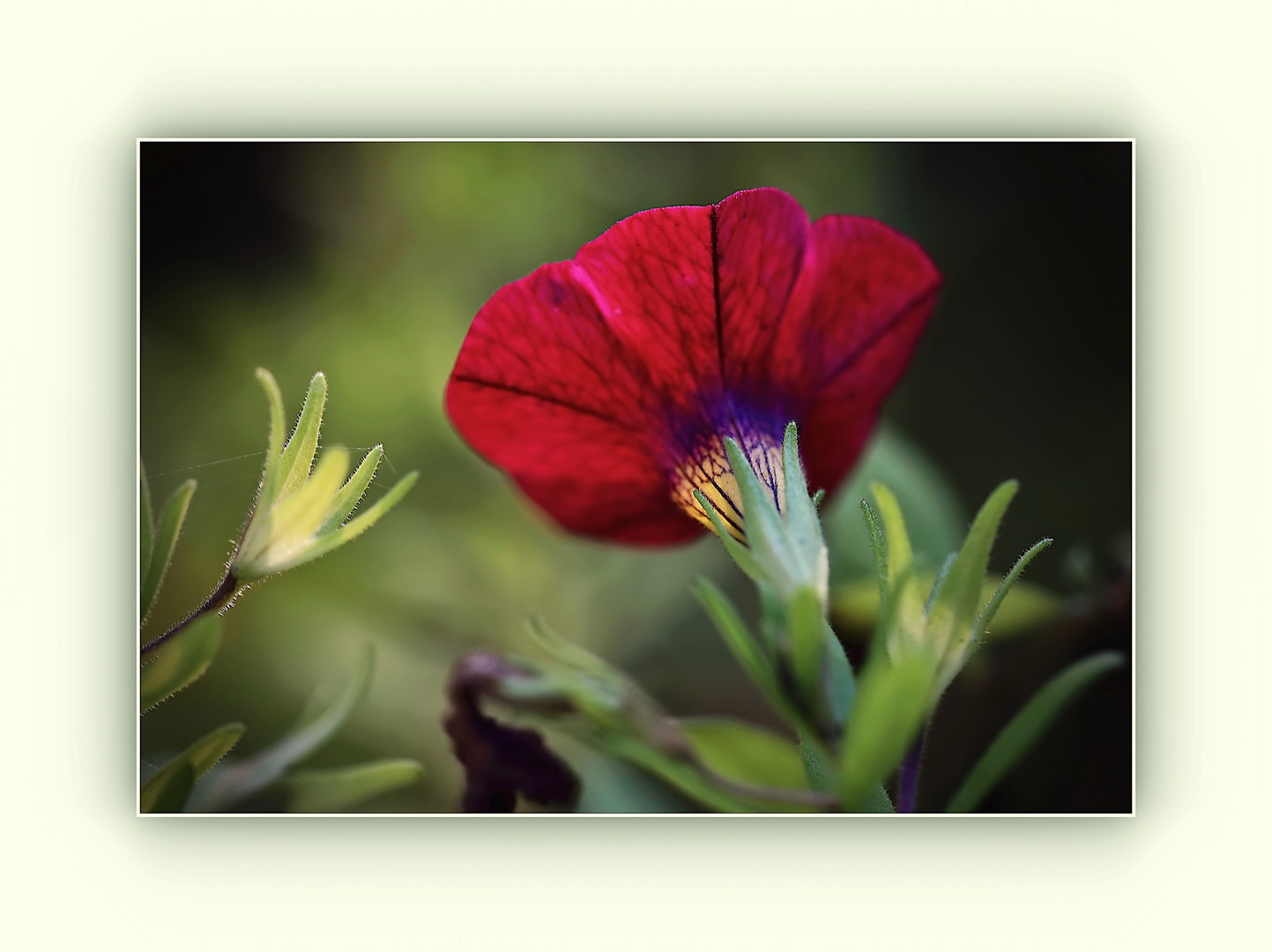 die letzte Petunienblüte