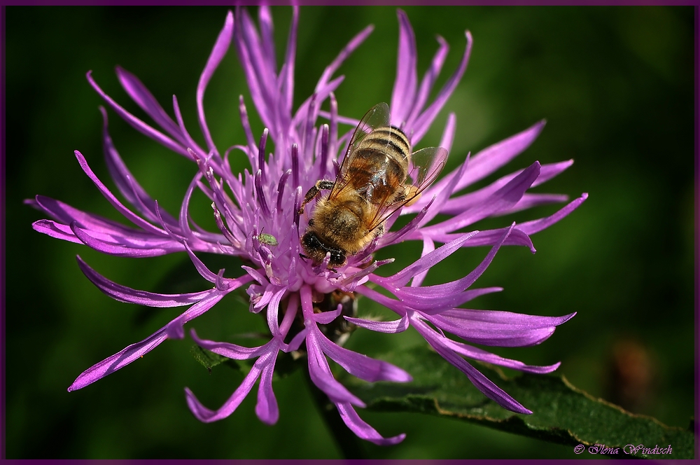 ~ die letzte Pollen Sammlung ~