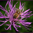 ~ die letzte Pollen Sammlung ~