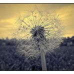 Die letzte Pusteblume