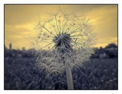 Die letzte Pusteblume