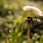 Die letzte Pusteblume 2013