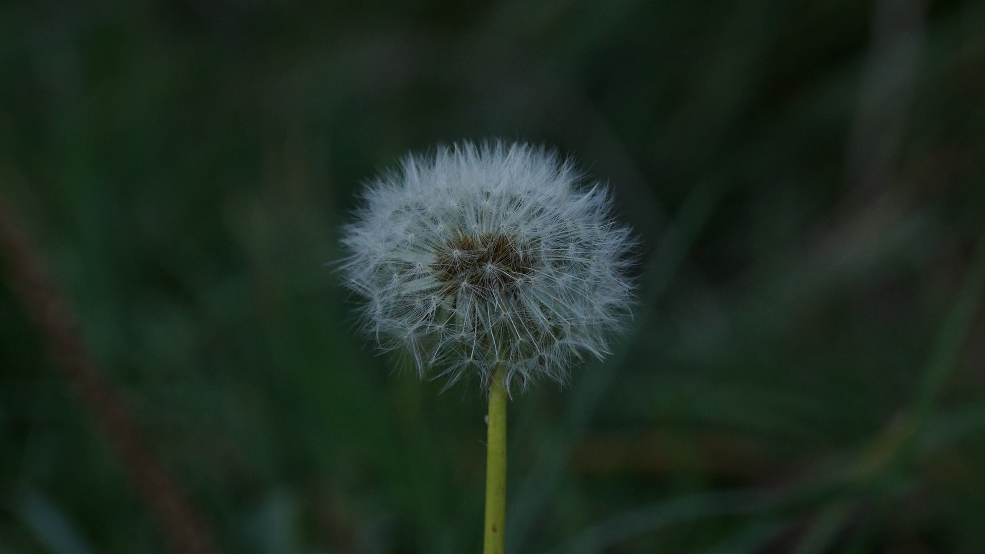 Die letzte Pusteblume