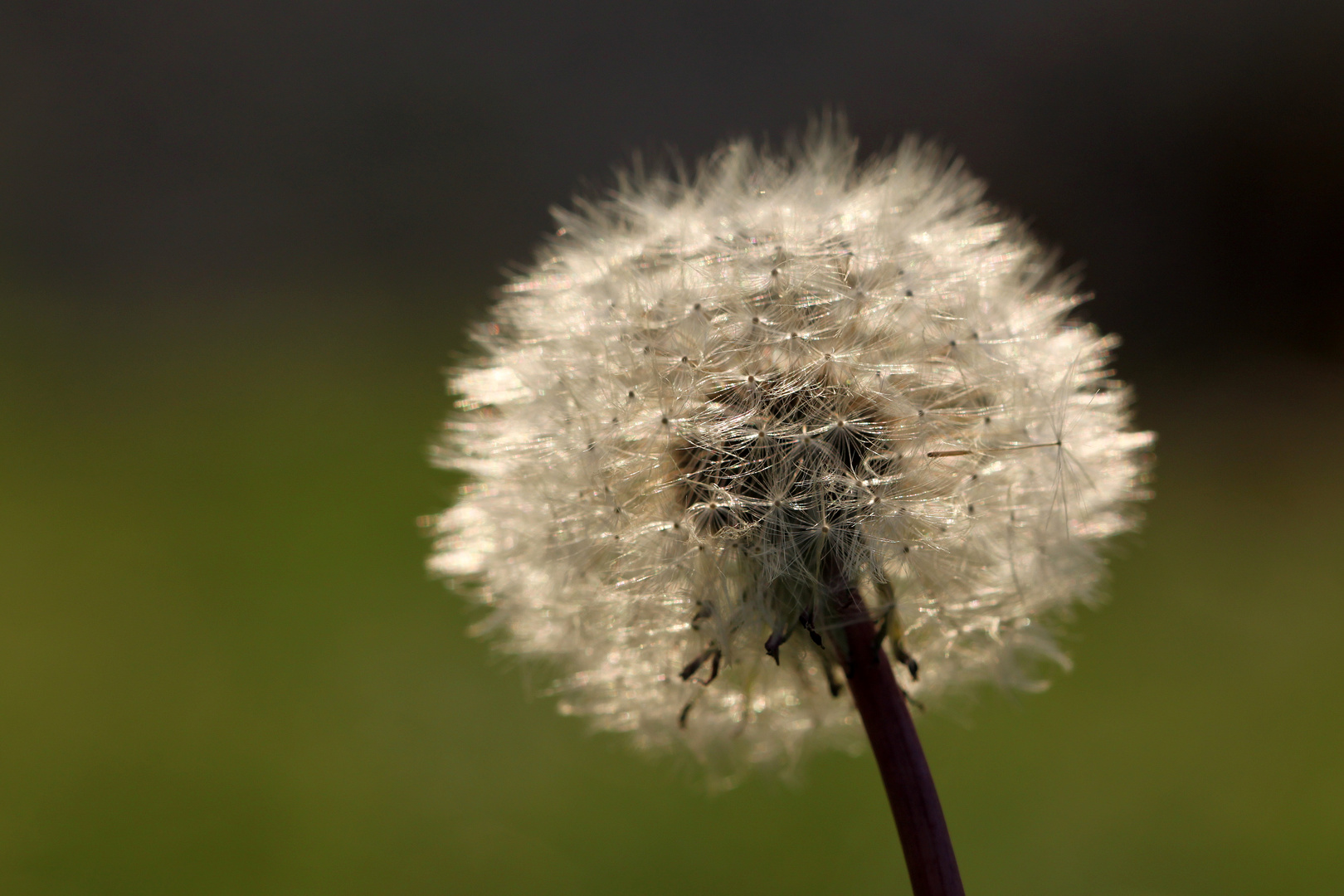 Die letzte Pusteblume