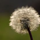 Die letzte Pusteblume