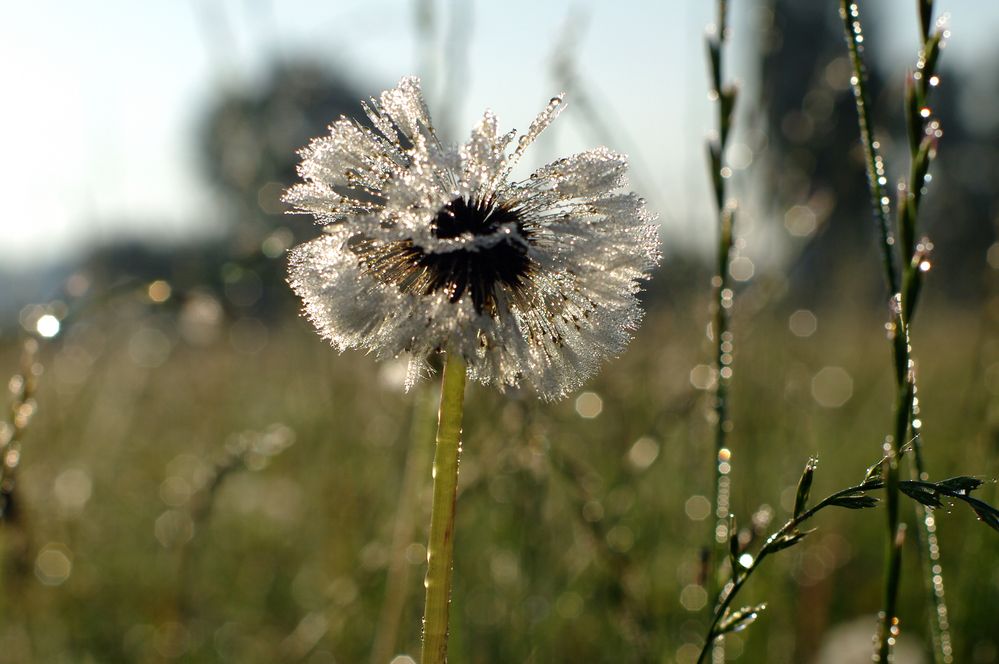 Die letzte Pusteblume