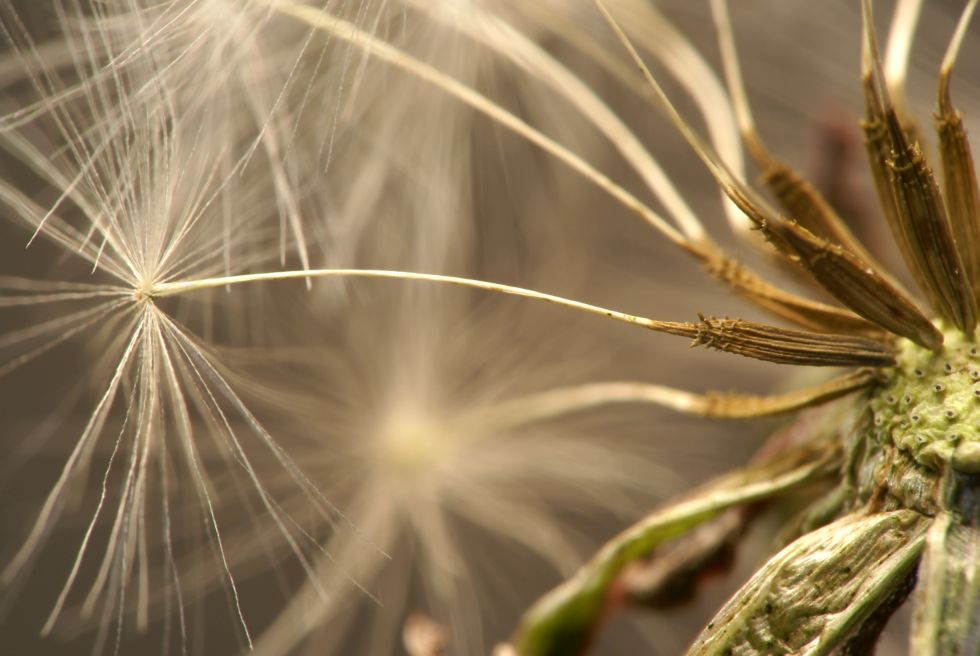 Die letzte (Pusteblume)....