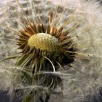 Die letzte Pusteblume des Jahres