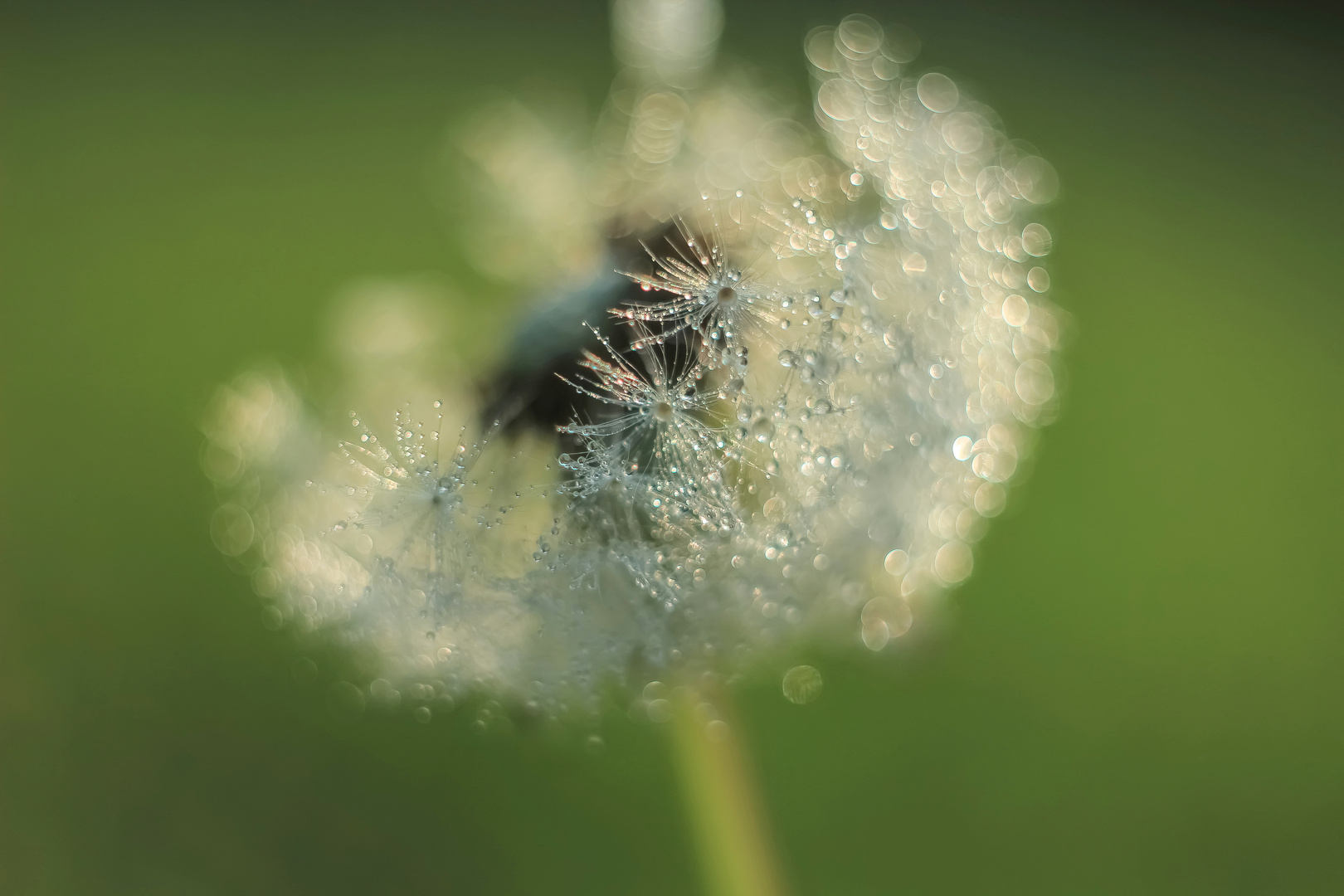 Die letzte Pusteblume