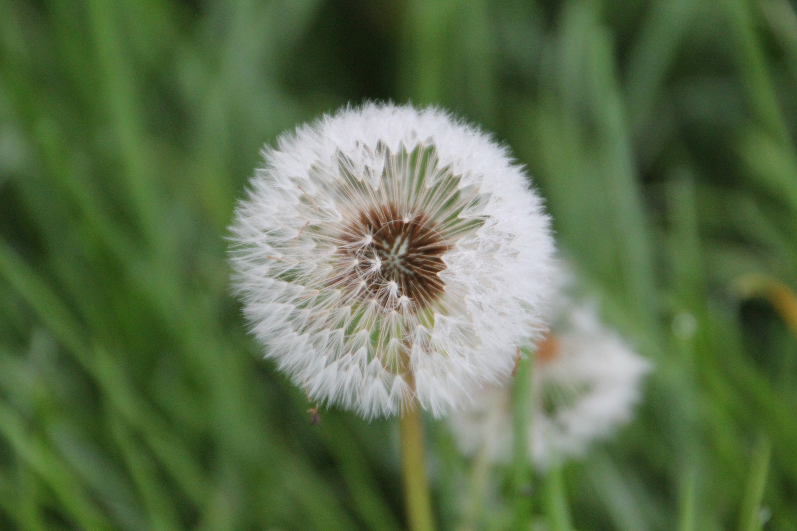 die letzte Pusteblume im Herbst