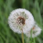 die letzte Pusteblume im Herbst