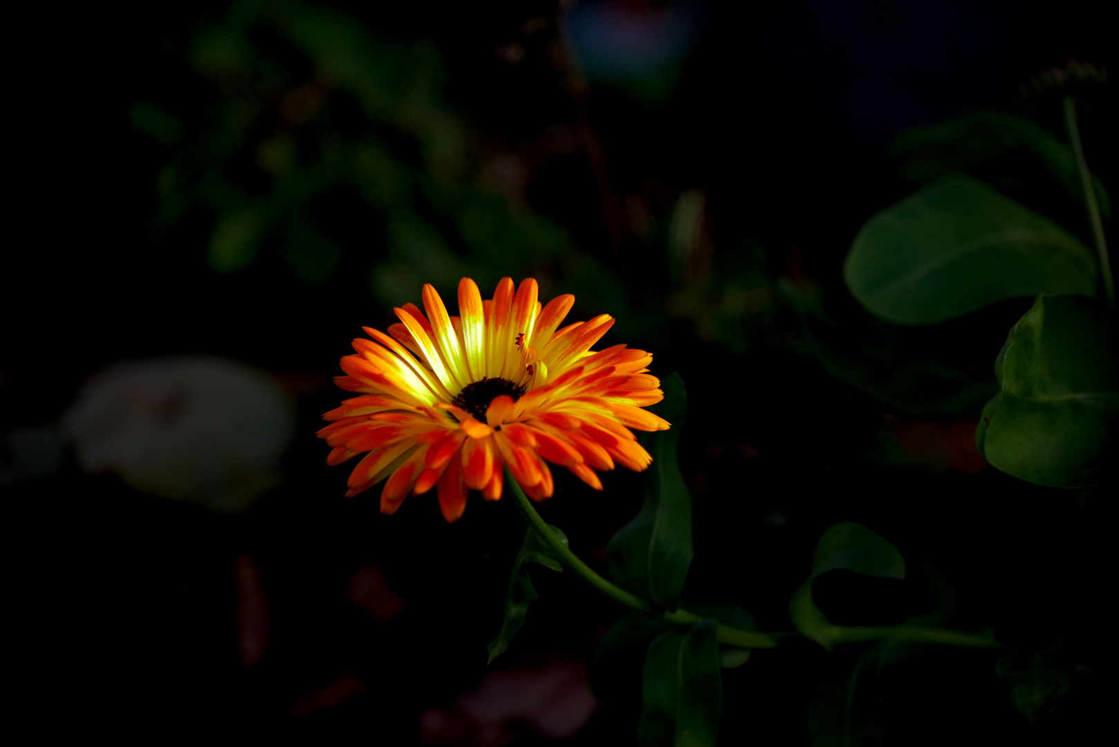 Die letzte Ringelblume