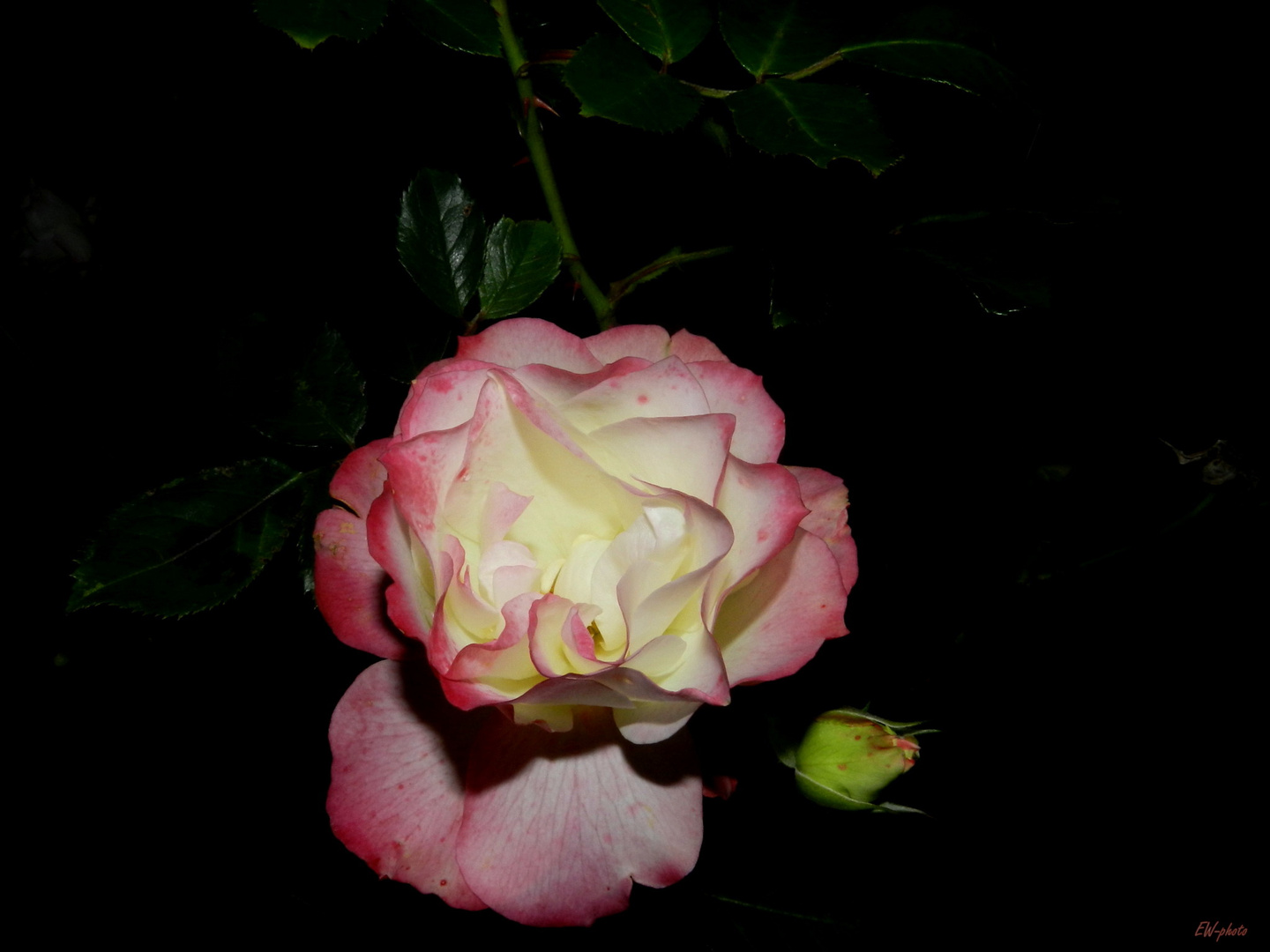 die letzte Rose