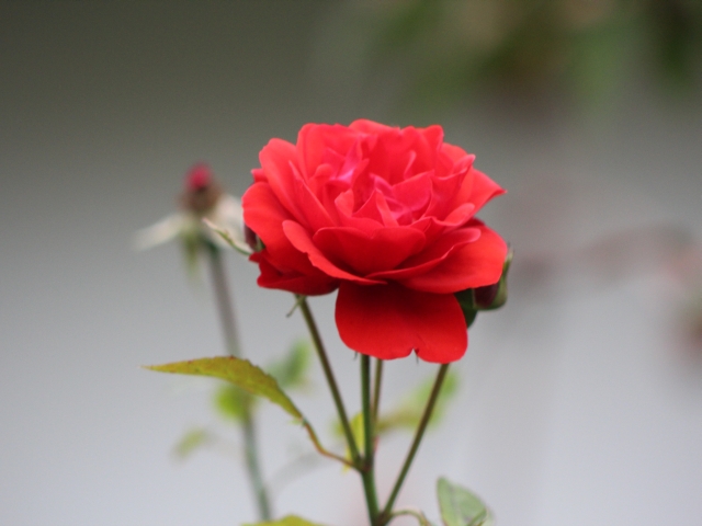 Die letzte Rose