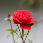 Die letzte Rose