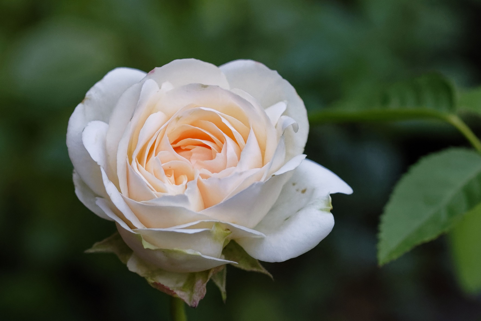 Die letzte Rose