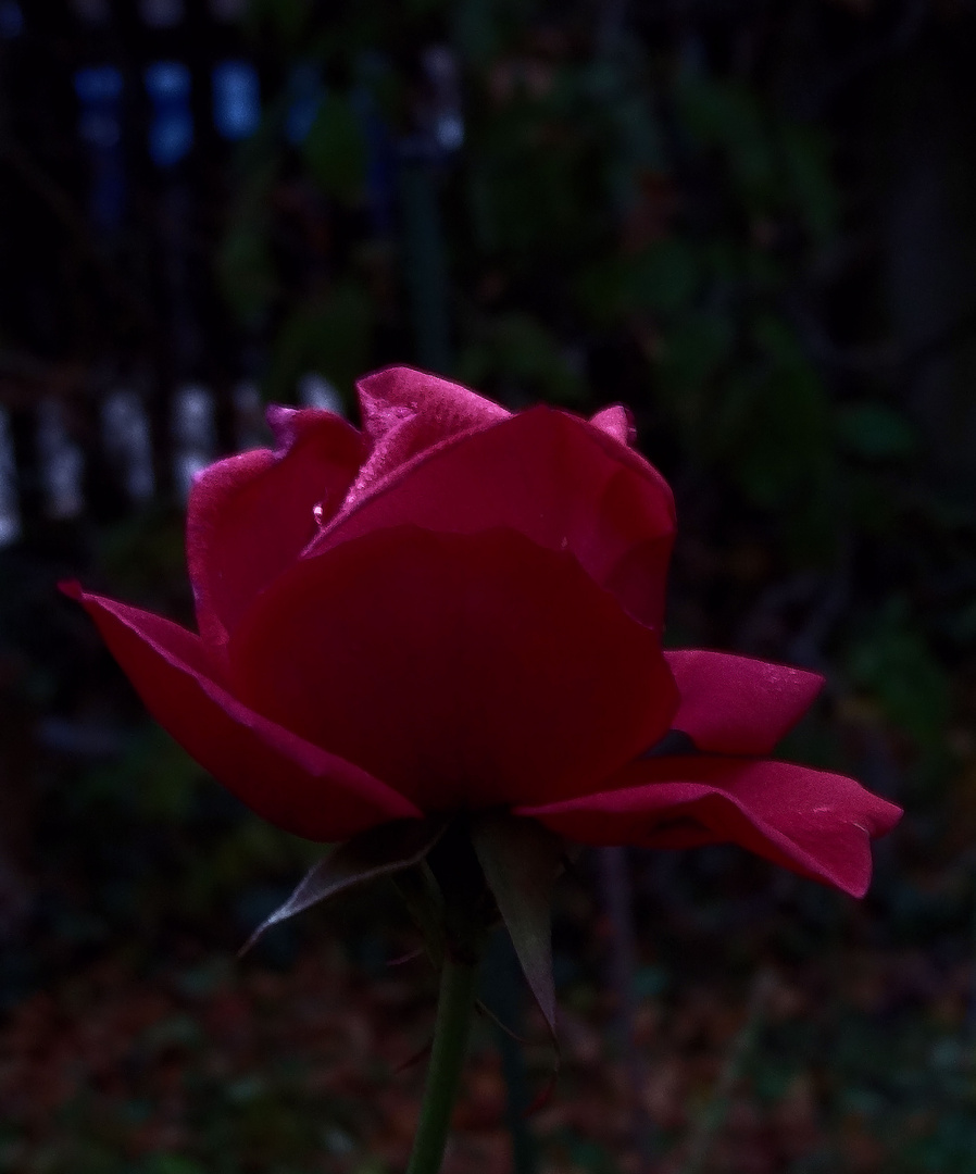 die letzte rose 19.11.2011