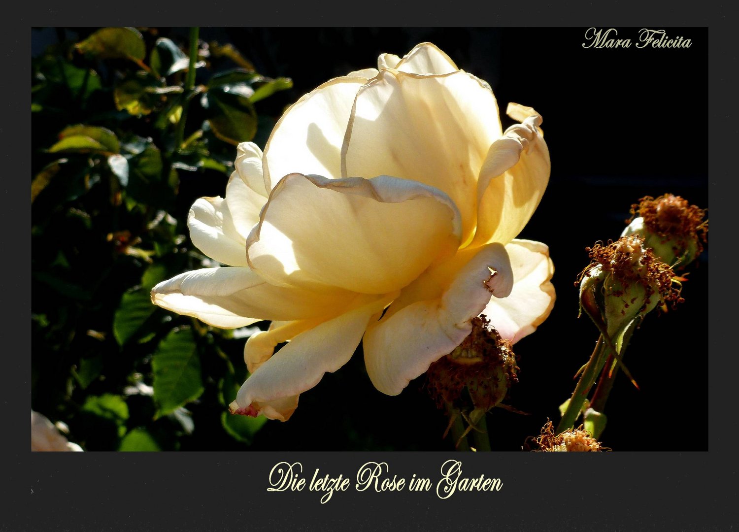 DIE LETZTE ROSE