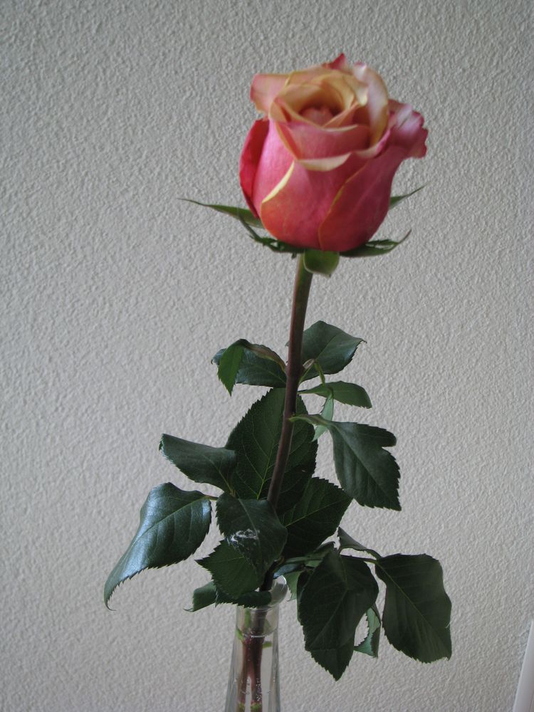 Die letzte Rose......