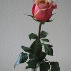 Die letzte Rose......