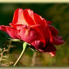 Die letzte Rose 