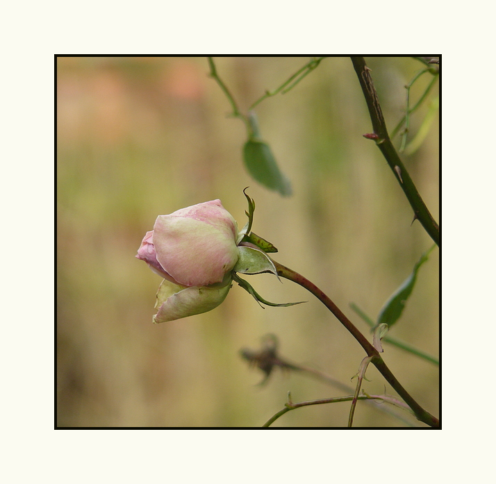 *die letzte Rose*