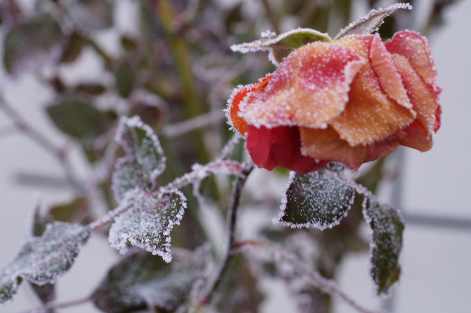 Die letzte Rose