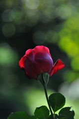 die letzte Rose