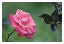 Die letzte Rose von Rhapsody09 