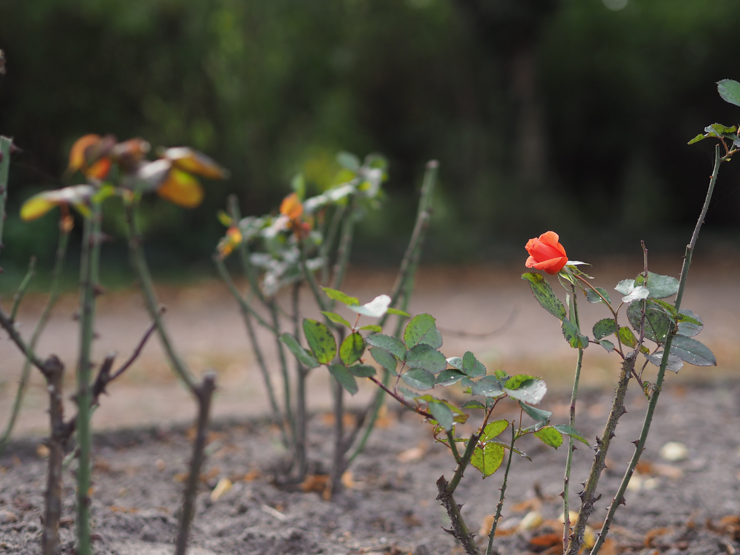 Die letzte Rose