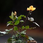 Die letzte Rose