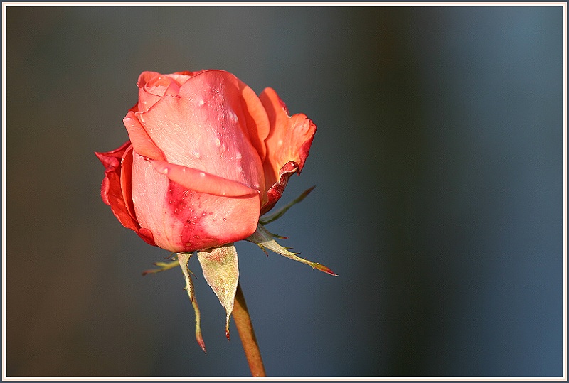 Die letzte Rose.....