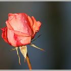 Die letzte Rose.....