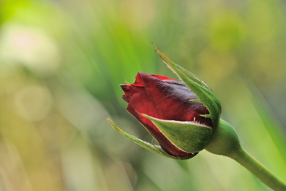 Die letzte Rose...