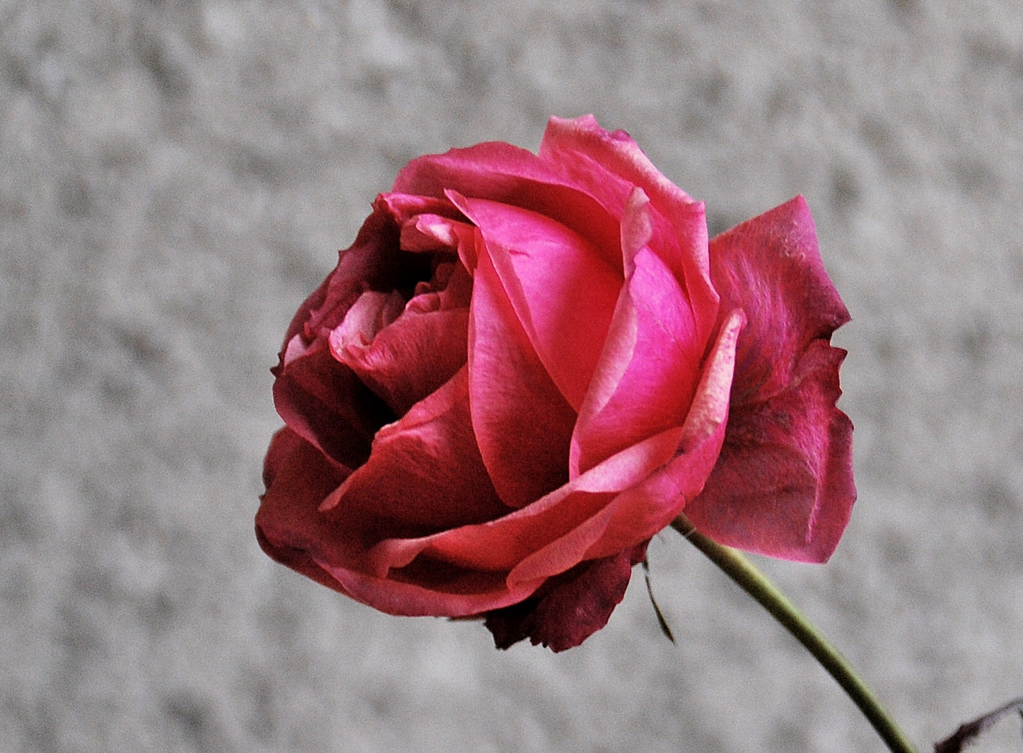 die letzte Rose