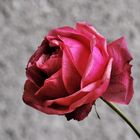 die letzte Rose